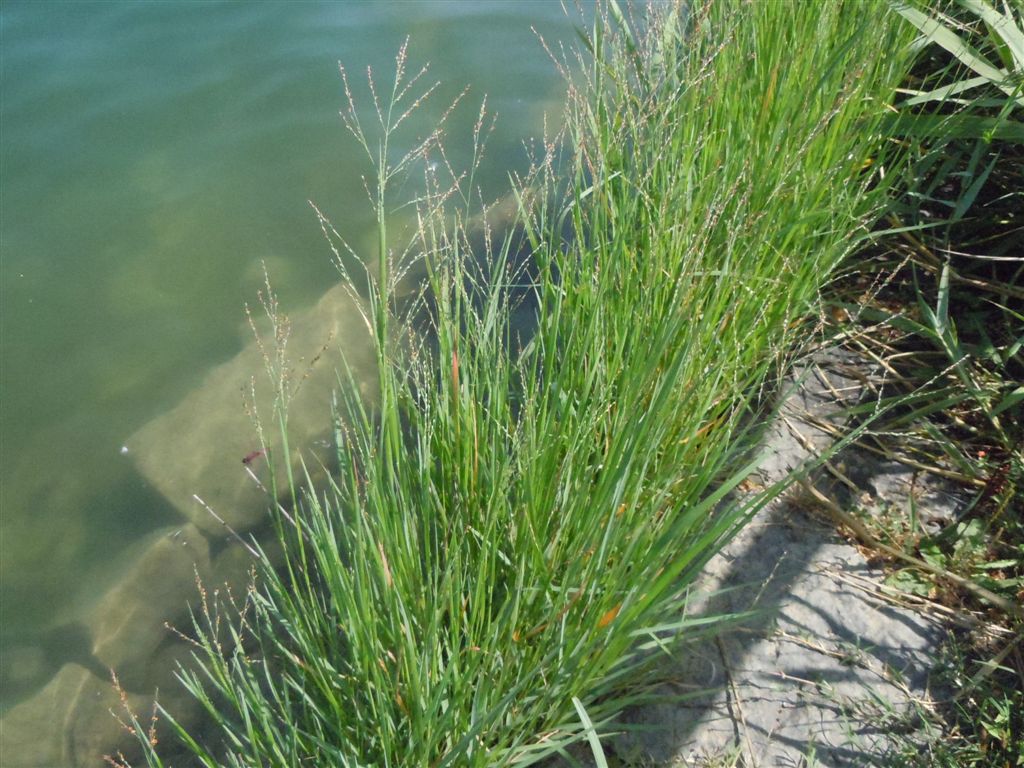 Pianta su lago - cfr. Panicum repens